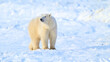 Wild polar bear on pack ice in the North