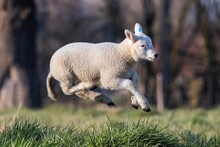 A Cute Animal Portrait Of A Small Little White Lamb Playfully Jumping Around In A Grass Field Or Meadow Having Fun. The Young Mammal Is Grazing On A Sunny Spring Day.
