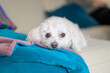 Close up of a cute Havanese dog lying on the couch with his head on a cozy blanket