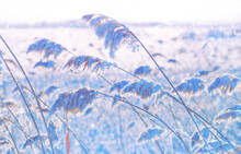 Winter Landscape. Frozen Reed Plant In The Rays Of The Sun. Winter Fairytale Scene. Delicate Natural Background. Beautiful Winter Scene