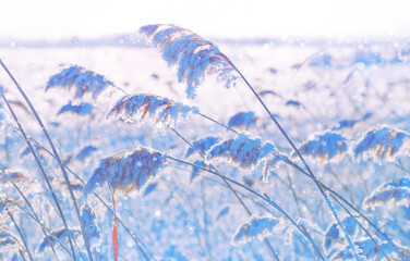Wall Mural - Winter landscape. Frozen reed plant in the rays of the sun. Winter fairytale scene. Delicate natural background. Beautiful winter scene