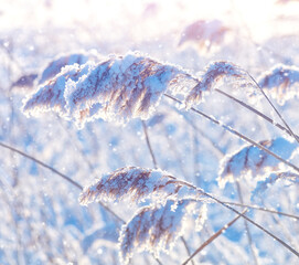 Wall Mural - Winter landscape. Frozen reed plant in the rays of the sun. Winter fairytale scene. Delicate natural background. Beautiful winter scene