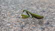 A close up of a wild praying mantis insect