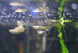 A school of guppy fish (Poecilia reticulata) swims in an aquarium near the surface of the water, selective focus, horizontal orientation.