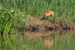 Red Fox by water