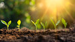 © Alla - Growth Stages of Young Plants in Soil, Sunlit Background, Symbol of New Life and Environmental Care