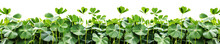 A Clover Field For St. Patrick's Day Isolated On Transparent Background.