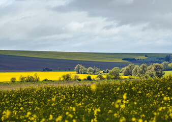 Wall Mural - spring countryside view with rapeseed yellow blooming fields, groves, hills. ukraine, lviv region.