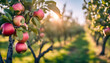Beautiful Fruit farm with apple trees, Branch with natural apples on blurred background of apple orchard.