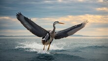 A Majestic Great Heron Soars Above The Vast Expanse Of The Ocean, Its Wings Outstretched