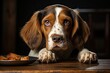 Portrait of a beagle near a bowl of dog food.