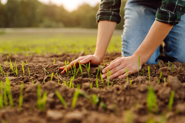 Farmer holds a young green wheat sprouts in his hands checking the quality of the new crop. Agronomist analysis the progress of the new seeding growth. Concept of gardening, ecology. 