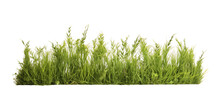 Meadow Grass Row Isolated On Transparent Background. PNG File, Cut Out