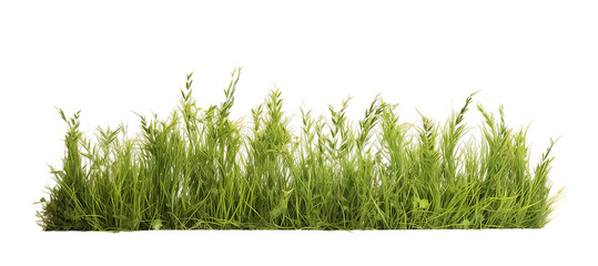 meadow grass row isolated on transparent background. png file, cut out