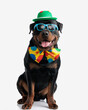 funny adult rottweiler dog with green hat, clown bowtie and sunglasses panting