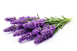 Fototapeta Lawenda - Lavender isolated on white background created with Generative Ai