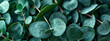 Aromatherapy for immune system and air purifier with eucalyptus leaves.