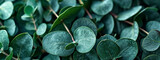 Fototapeta  - Aromatherapy for immune system and air purifier with eucalyptus leaves.