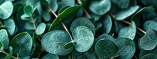 Aromatherapy For Immune System And Air Purifier With Eucalyptus Leaves.