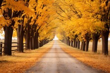 Charming Country Road Lined With Trees Adorned In Their Autumn Best, Leading To A Horizon Of Endless Fall Beauty