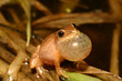 An adult male spring peeper frog (Pseudacris crucifer) makes a high-pitched peeping sound to attract a female at night.  