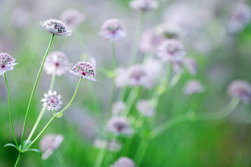 Sticker - Blooming plant Astrantia major