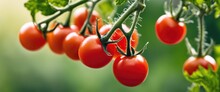Bright Red Cherry Tomatoes Grow On A Branch.