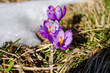 spring crocus in snow