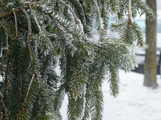 Wintertime, close up of pine tree needles frozen by fog droplets in crystalline form