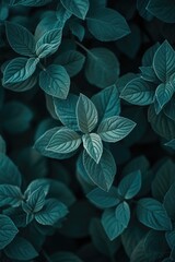 Aufkleber - A detailed close-up image of a plant showcasing its vibrant green leaves. Perfect for nature enthusiasts and botany-related projects