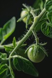 Fototapeta Tulipany - A detailed view of a tomato plant with lush green leaves. Ideal for gardening, agriculture, or plant-related projects