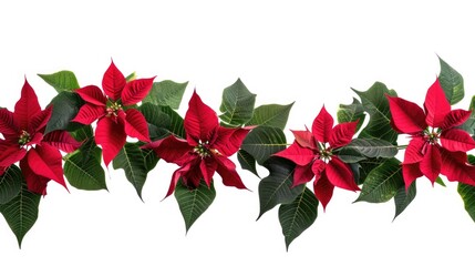 Poster - A row of red poinsettias with green leaves. Perfect for festive decorations