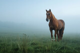 Fototapeta Konie - Majestic brown horse in misty cold, stands on lush green ground. The scene is tranquil and picturesque, capturing a serene moment in nature's embrace.AI generated