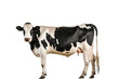 Upright black and white cow isolated on white background