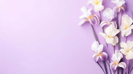 Wall Mural - purple light iris flowers on background isolated with copy space.