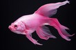 Photograph a pink fish in a studio.