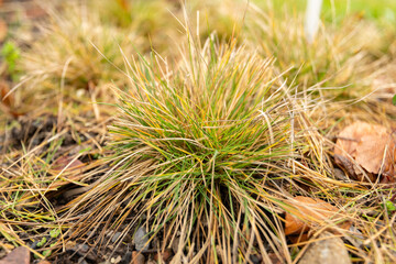 Wall Mural - Rocky mountain fescue or Festuca Saximontana plant in Zurich in Switzerland