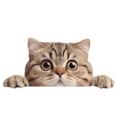 Wall Mural - A Scottish Fold cat is cut out on a transparent background. Light brown cat mockup for inserting into a design or project.