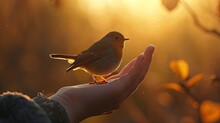 Tiny Bird Rests On A Persons Hand In The Sunset