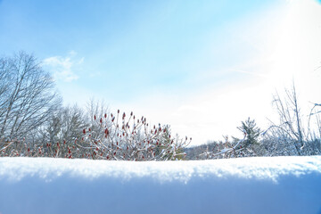 Morningside Park in snowy winter, picturesque wonderland, for visitors to enjoy. Trees blanketed in a layer of pristine white snow. Park used for healthy activities, snowshoeing, skiing.