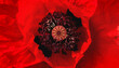 Macro photo red poppy