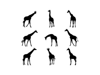 Wall Mural - Set of Giraffe Silhouette in various poses isolated on white background