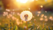 dandelion in the field with sunset