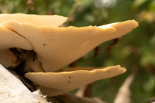 Giant Forest Mushrooms Dryad's Saddle, Pheasant's Hind Mushroom, Scaly Polyporus, Polyporus Squamosus, Cerioporus Squamosus On A Tree Trunk