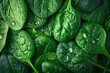 Fresh Spinach Leaves Background