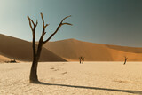 Fototapeta  - Dead trees in Sossusvlei national park, Namibia