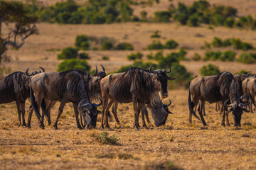wildebeest, gnu - wildlife photography kenya