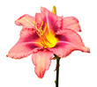 Bouquet flowers pink day lily beautiful delicate isolated on white background. Creative spring concept. Star shape. Floral pattern, object. Flat lay, top view