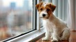 Adorable small dog standing on two legs by the window, searching or waiting for owner   indoor pet