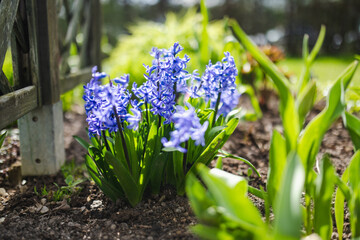 Beautiful blue hyacinth flowers blossoming in a garden on sunny spring day.